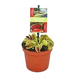 Amazon Product Bild