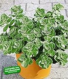 Amazon Product Bild