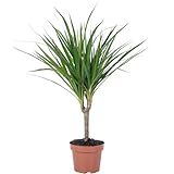 Amazon Product Bild